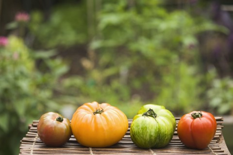 Colorful heirloom tomatoes on table outdoors