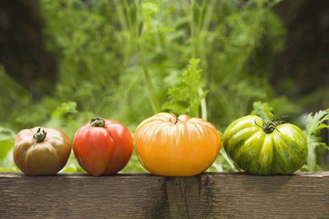 Colorful heirloom tomatoes on banister outdoors