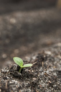 Close up of seedling growing in dirt
