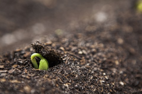 Close up of seedling growing in dirt