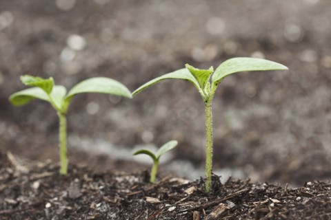 Close up of seedlings growing in dirt