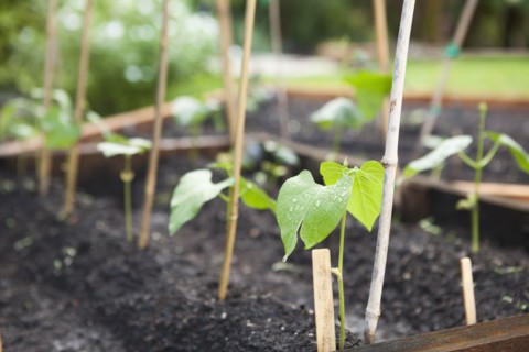 Seedlings growing in planters