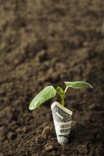 Dollar wrapped around seedling in dirt