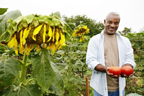 Black man holding tomatoes in community garden