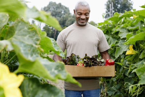 Black man gathering vegetables in community garden
