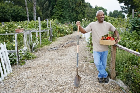 Black man gathering vegetables in community garden