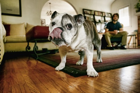 Dog licking his lips in living room
