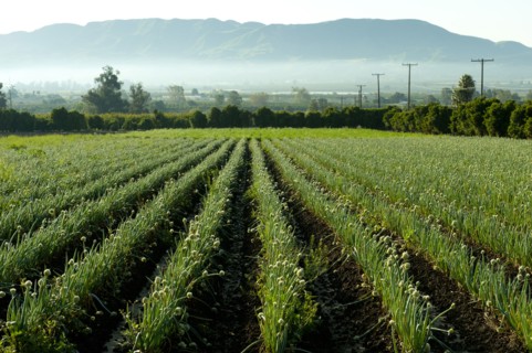 Onions growing in field