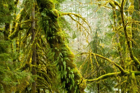 Moss growing on forest trees