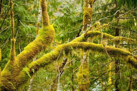 Moss growing on forest trees