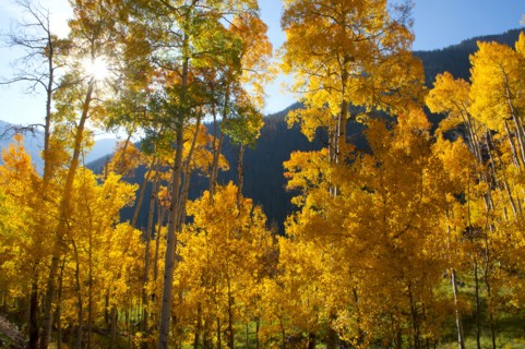 Yellow trees in rural landscape