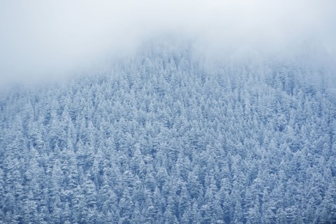 Aerial view of snowy trees