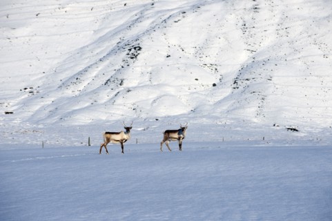 Reindeer grazing in arctic landscape