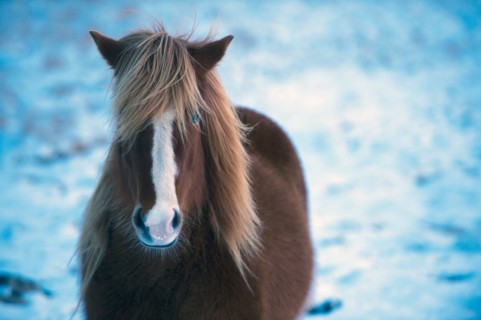 Horse standing in snowy field