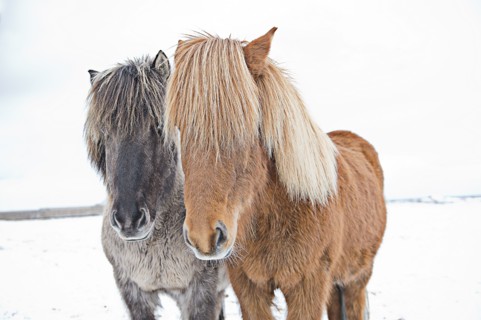 Horses standing in field