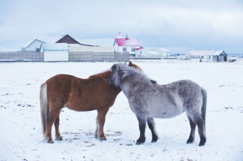 Horses nuzzling in snowy rural field