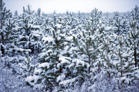 Snow covered trees in forest