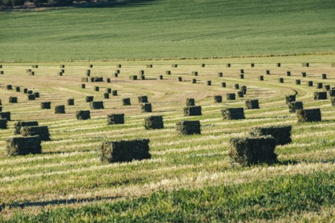 Hay bales in field in rural landscape