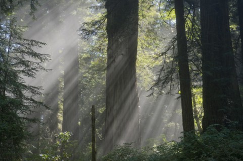 Sunbeams shining through trees in lush forest