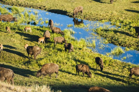 Buffalo herd grazing in grassy field near creek