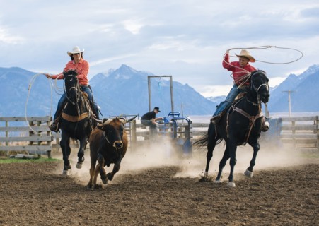 Caucasian mother and son chasing cattle at rodeo