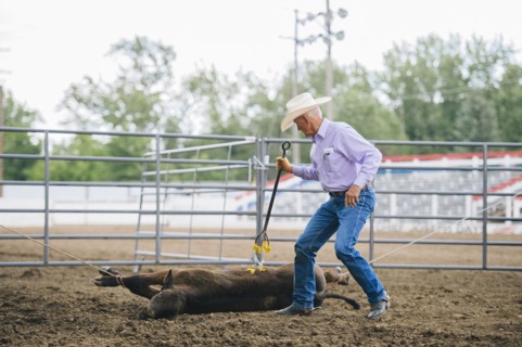 Caucasian cowboy branding cattle in rodeo