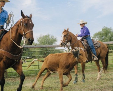Cowgirl and cowboy lassoing cattle on ranch