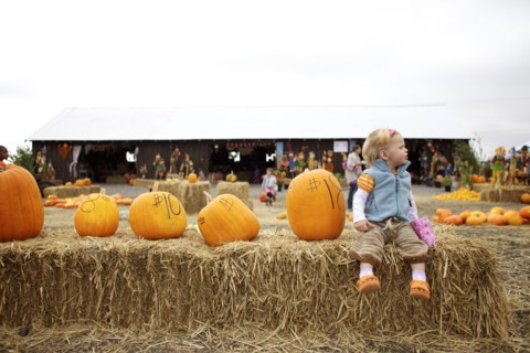 Caucasian girl sitting with pumpkins in pumpkin patch