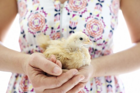 Caucasian woman holding chick