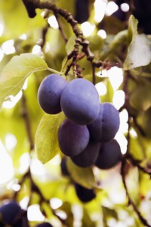 Plums growing on branch