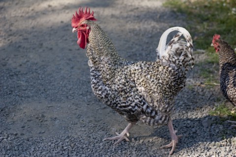 Chickens crossing the road