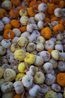 Pile of multi-colored pumpkins