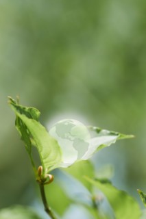 Glass globe resting on green leaf
