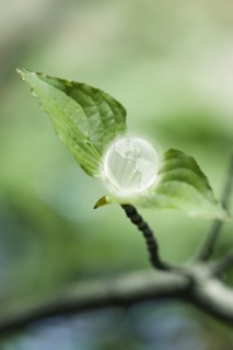 Glass globe resting on green leaf