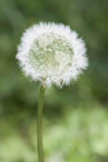 Globe at center of dandelion