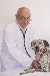 Veterinarian listening to dog's heartbeat