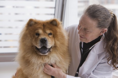Chilean veterinarian giving dog a checkup