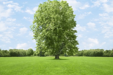 Tree growing in grassy field
