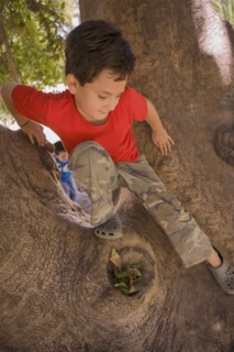 Hispanic boy climbing in tree