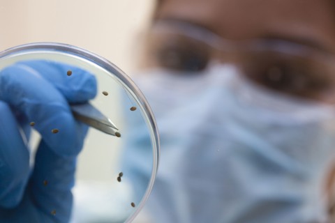 Mixed race scientist examining samples in laboratory