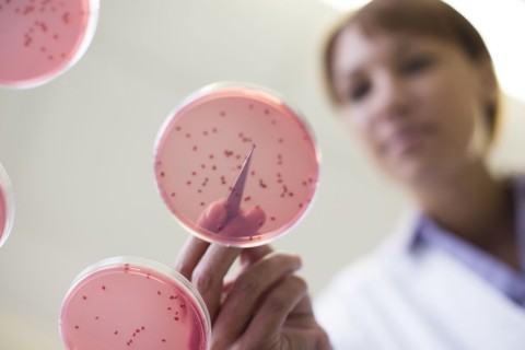 Mixed race scientist examining sample in laboratory
