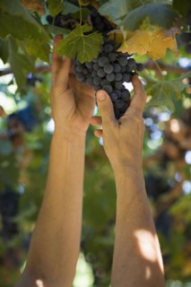 Hispanic woman picking bunch of grapes in vineyard