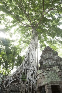Ruins in Ta Prohm temple
