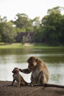 Monkeys sitting near river