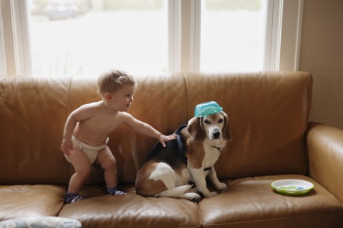 Caucasian boy playing with dog on sofa