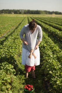 Mother and son picking strawberries in field
