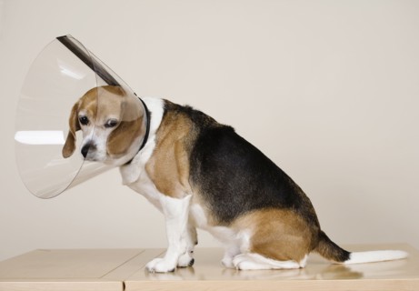 Sad dog wearing medical cone