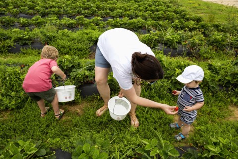 Caucasian mother and sons picking strawberries