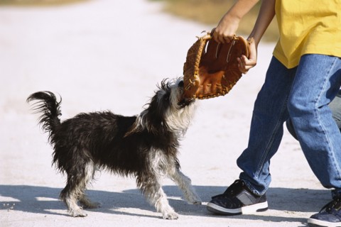 Dog biting catcher's mitt outdoors
