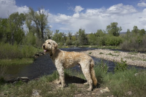 Dog exploring hilltop over remote river